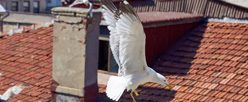 Residential Chimney Animal Removal Solution in Lewiston, ME