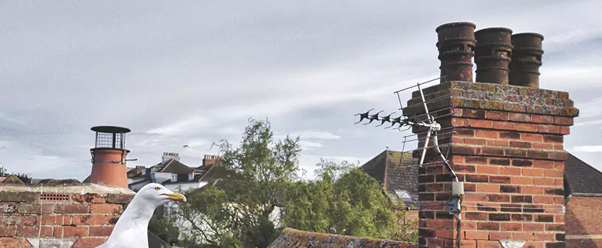 Chimney Cleaning And Restoration in Lewiston, Maine